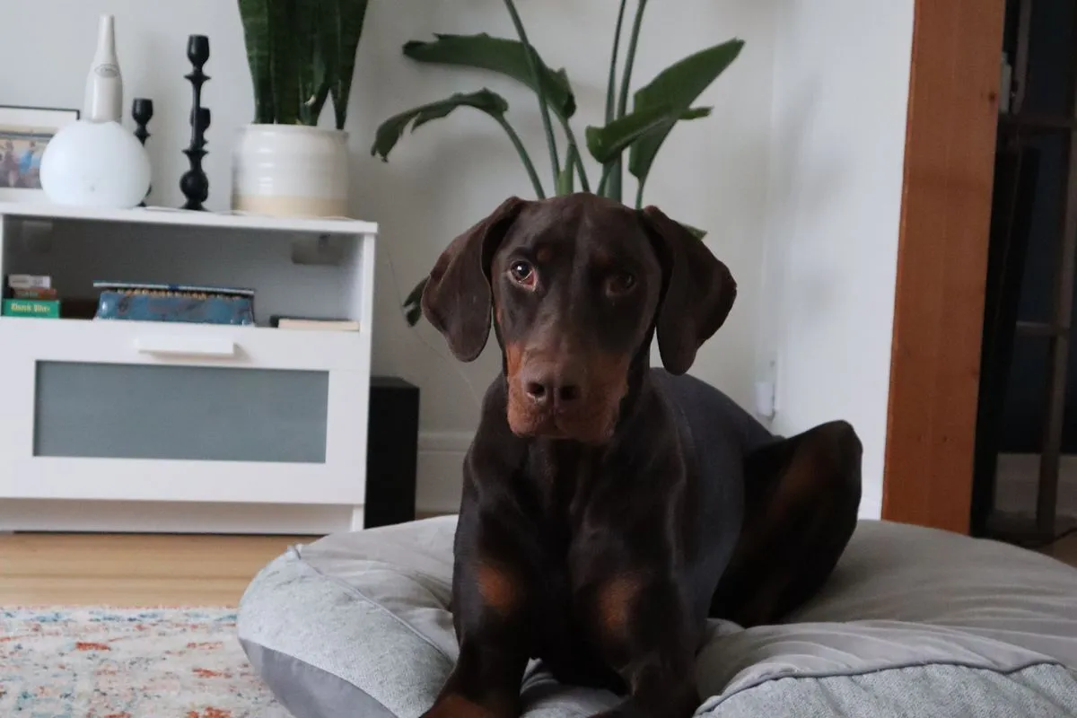 Senior Doberman Health Problems: The Silent Heart