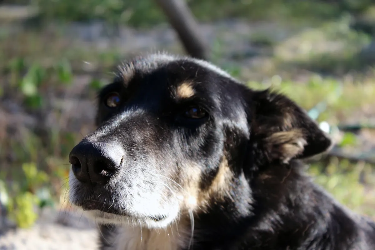 8 Senior Dog Aging Signs (And What to Do About Each)