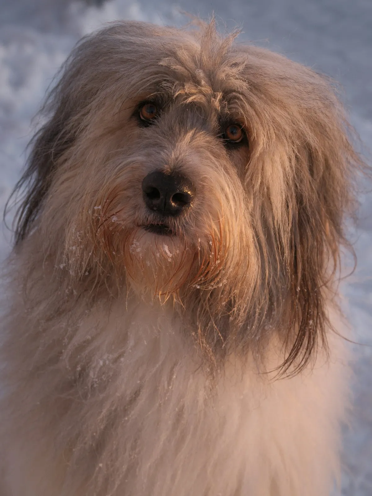 Senior Dog Cataracts: Stages, Surgery, and What to Expect in 2026