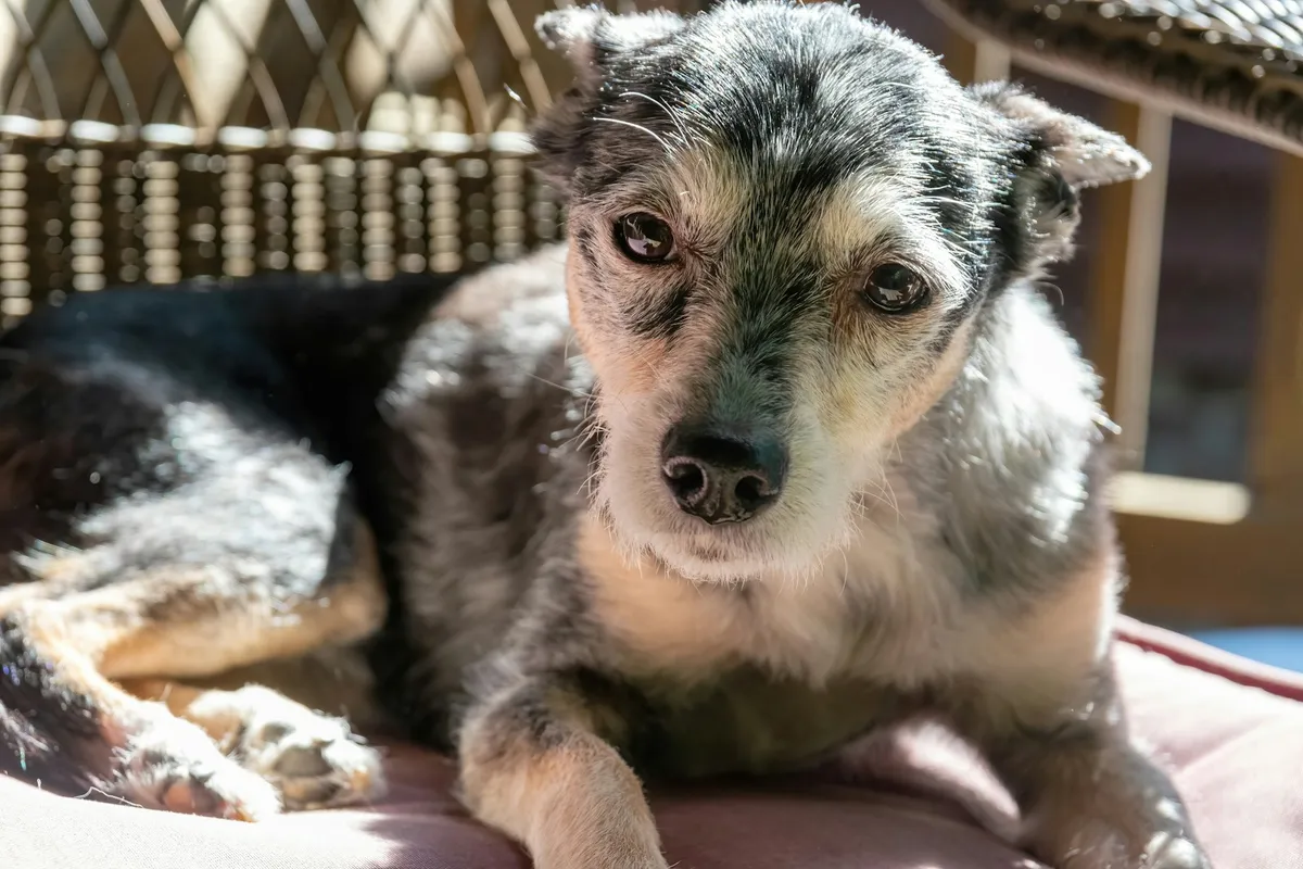 Lucy, our Border Collie, the dog behind Senior Dog Daily
