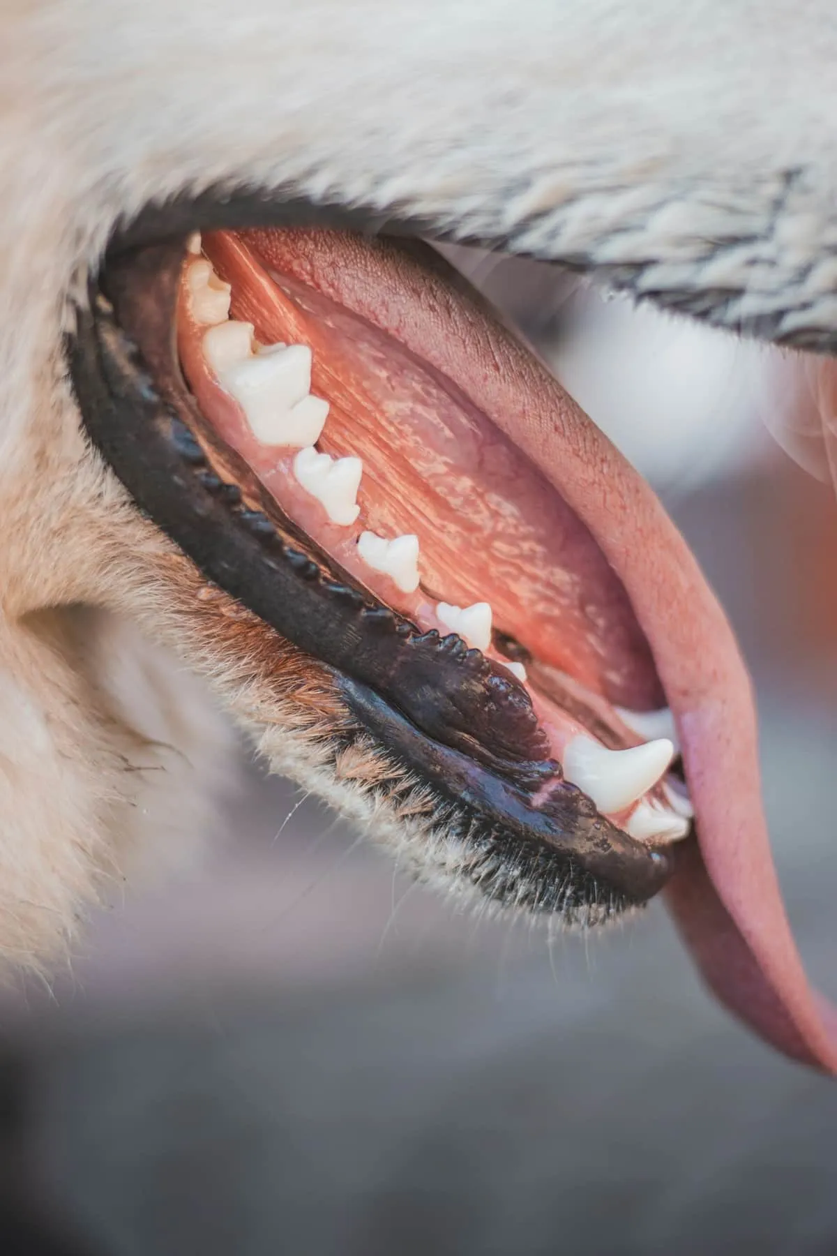 Senior Dog Dental Care: A Complete Vet-Informed Guide
