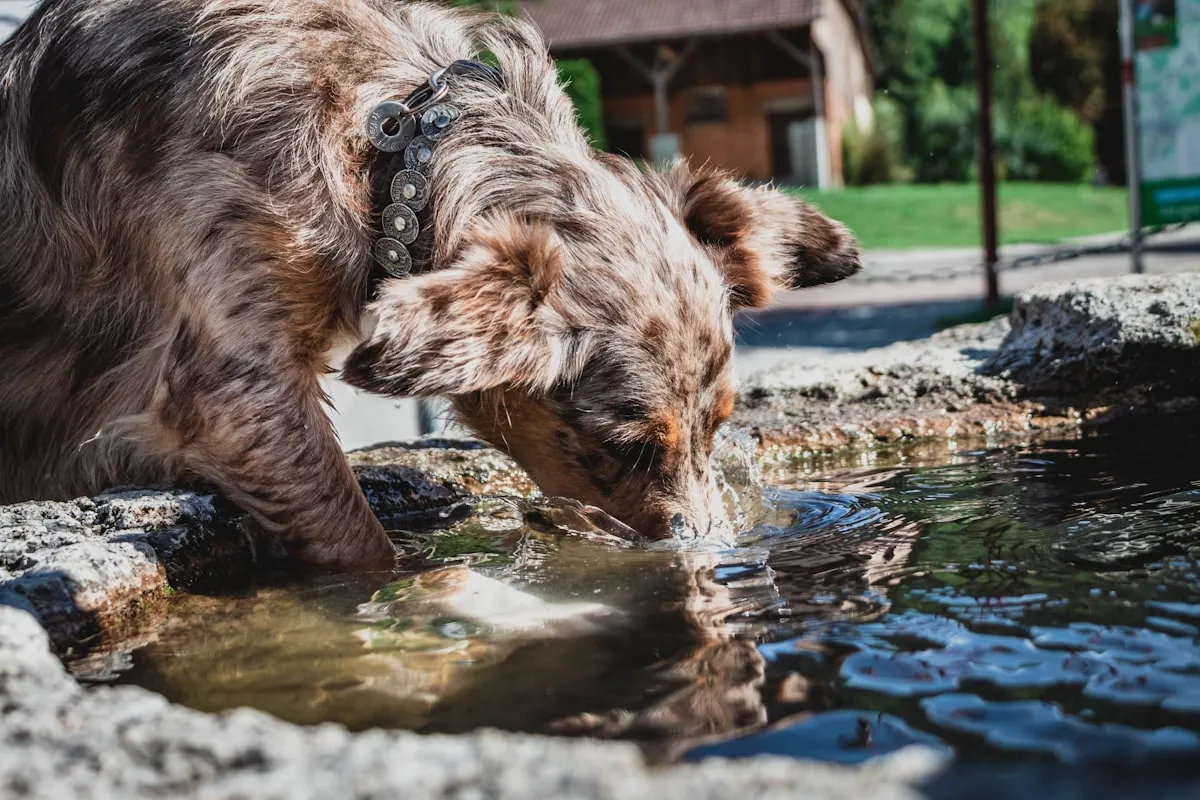 Senior Dog Diabetes Symptoms: Signs, Diagnosis, and Treatment for 2026