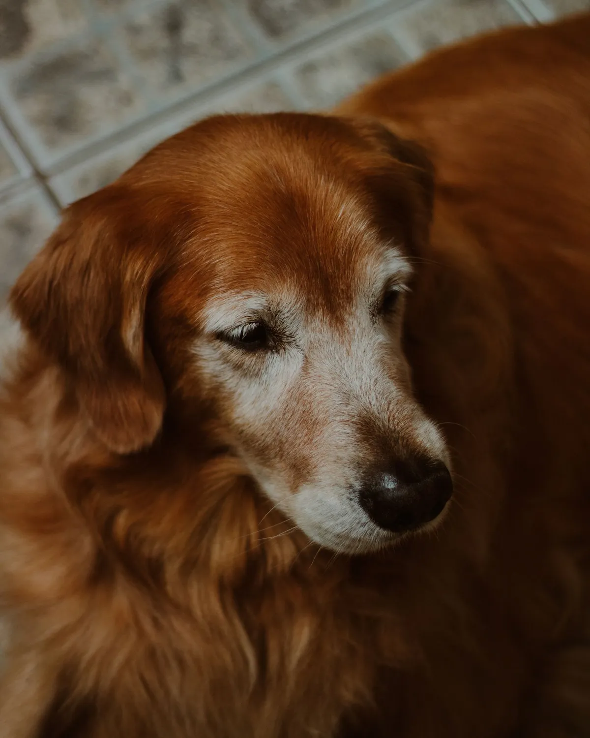Lucy, our Border Collie, the dog behind Senior Dog Daily