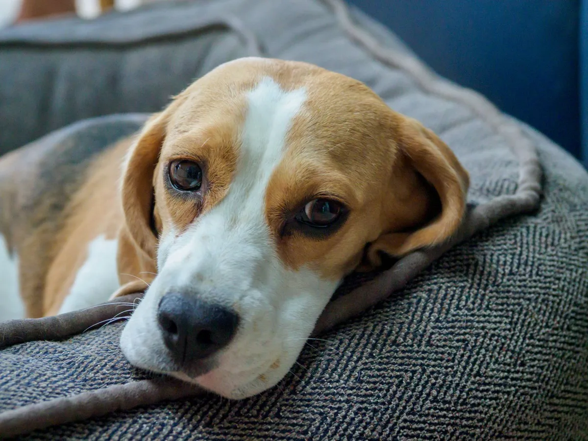 Senior Dog Ear Infections: Why They Recur, and the Cause Most Owners Miss