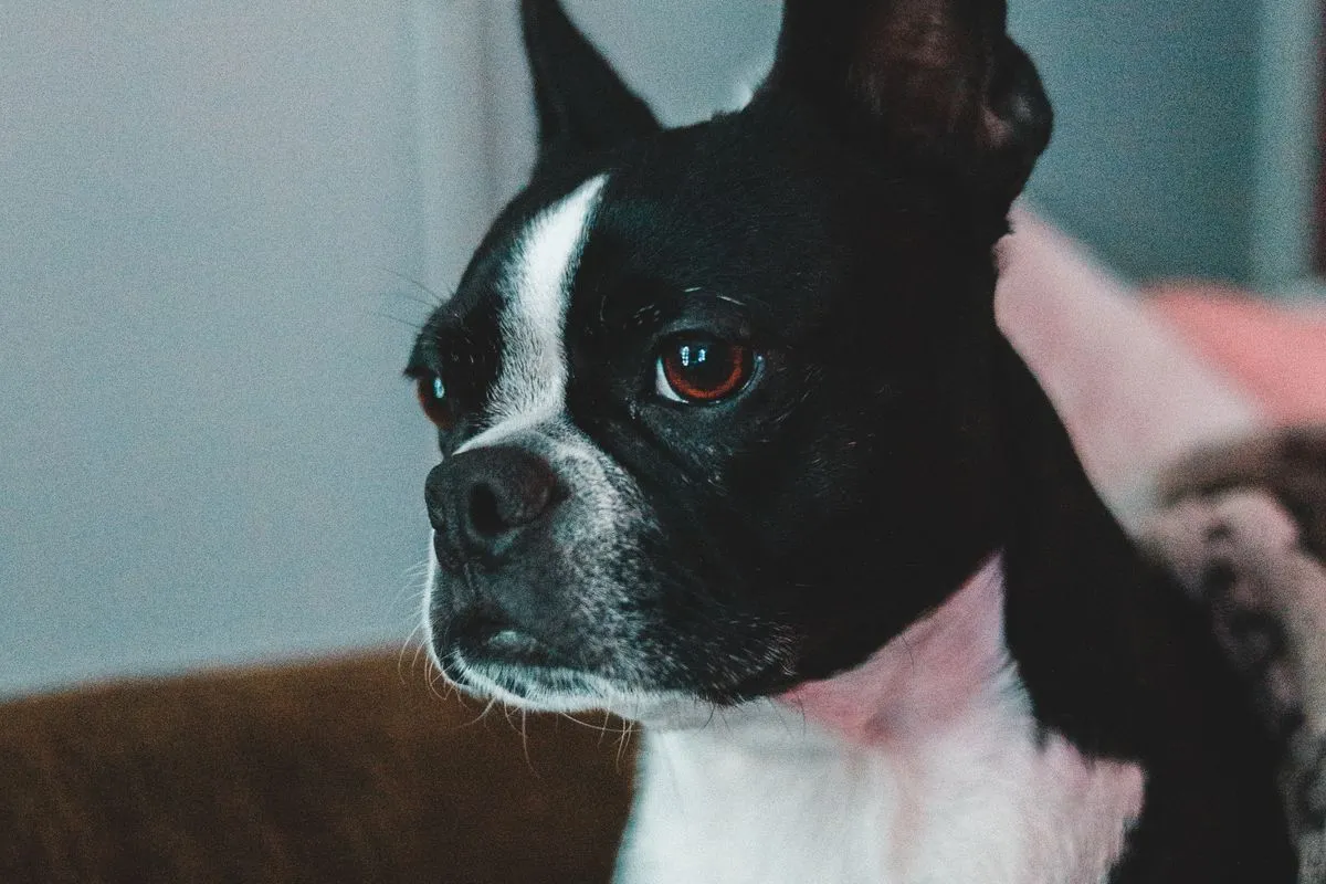 Senior Dog Fireworks Anxiety: Why an Old Dog's Sudden Fear Is Different