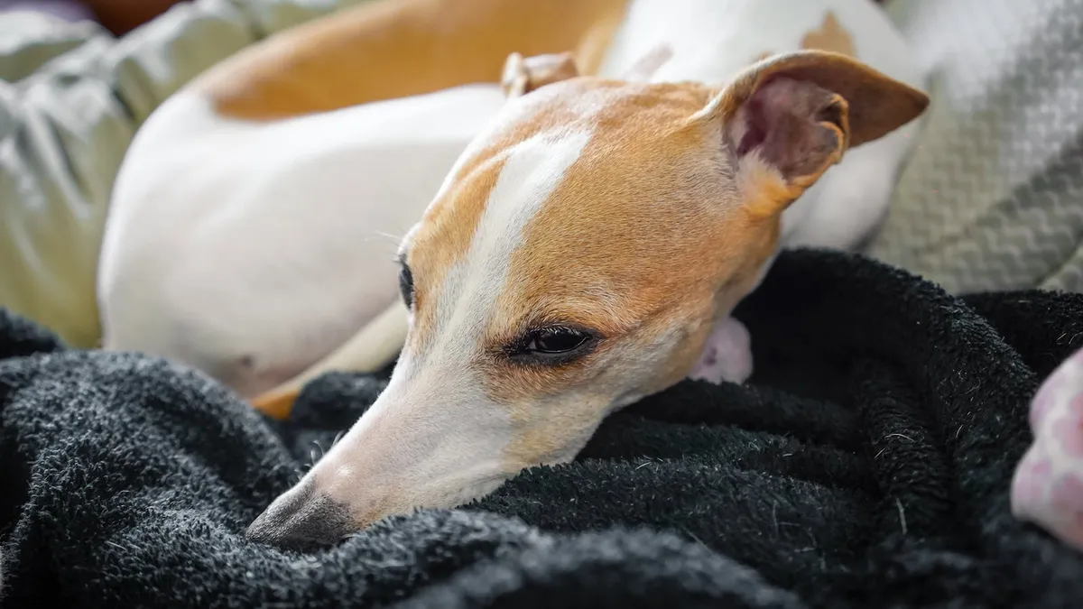 Making Your Home Easier for a Senior Dog