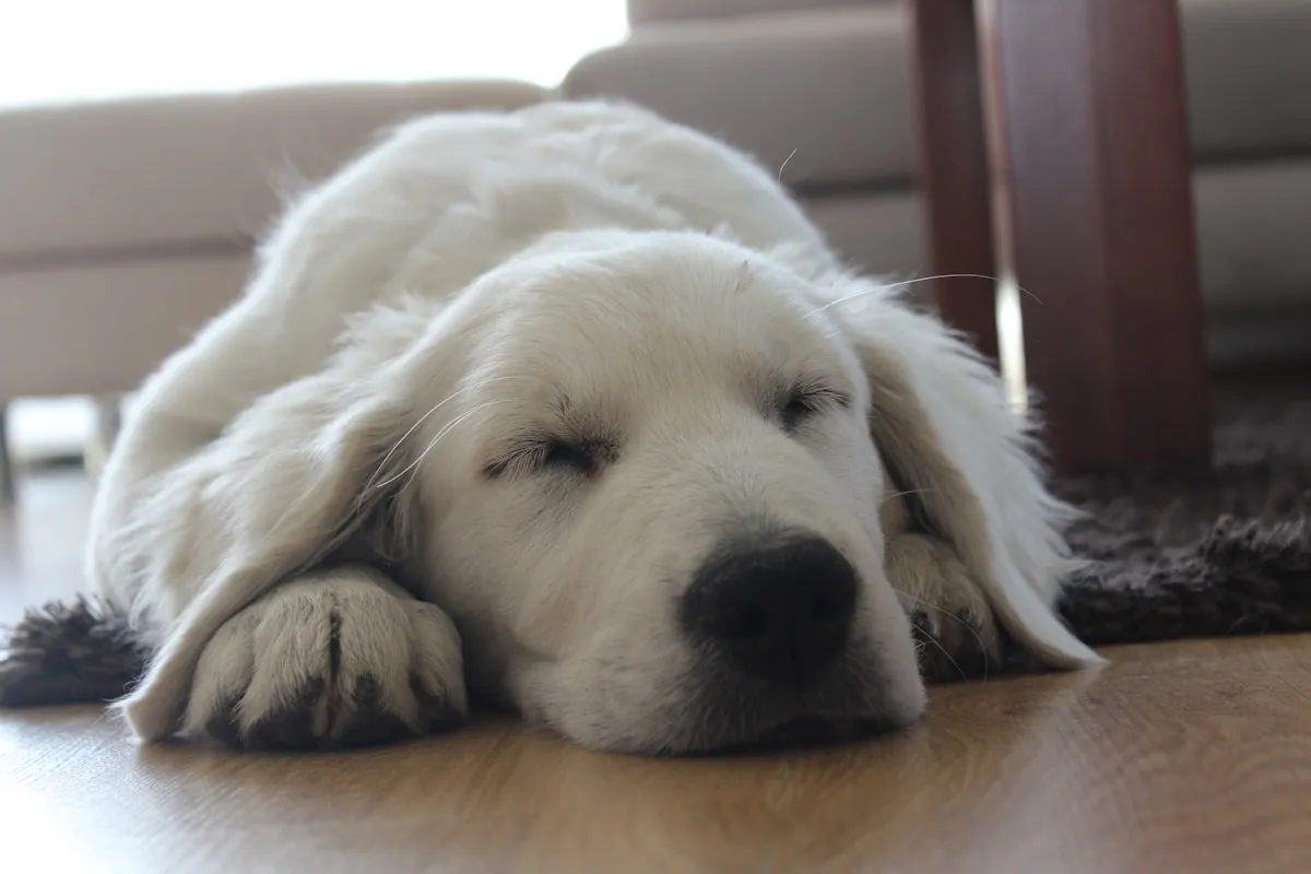 Senior Dog Kidney Disease: Signs, Stages, and Treatment in 2026