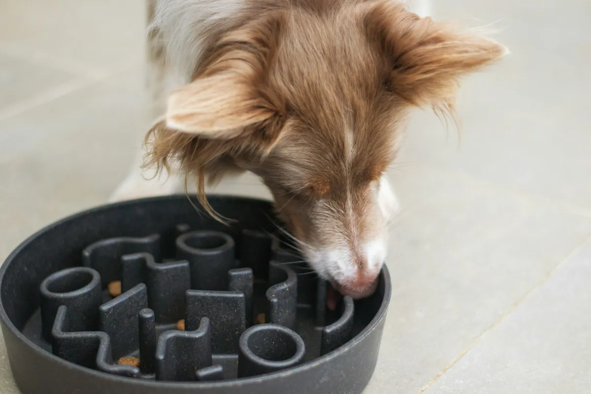 Senior Dog Pancreatitis: The Signs That Get Mistaken for Aging