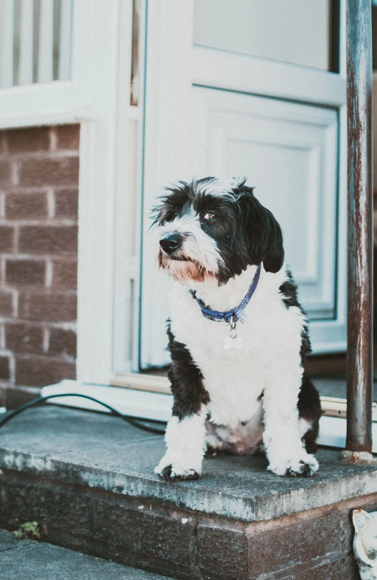 Senior Dog Separation Anxiety: Why It Shows Up Late, and How to Help