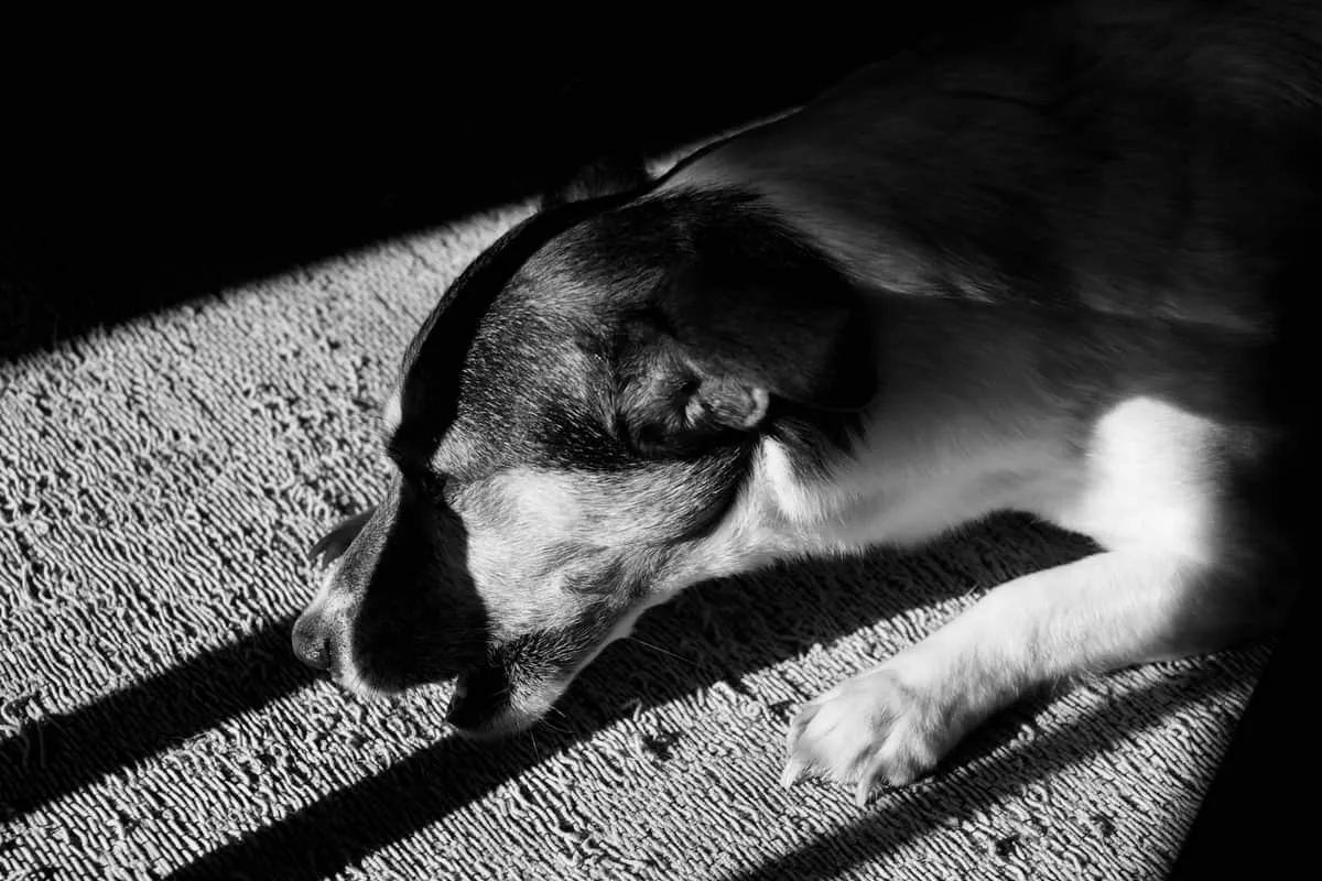 Senior Dog Summer Heat Care: A Vet-Informed Guide for Hot-Weather Months