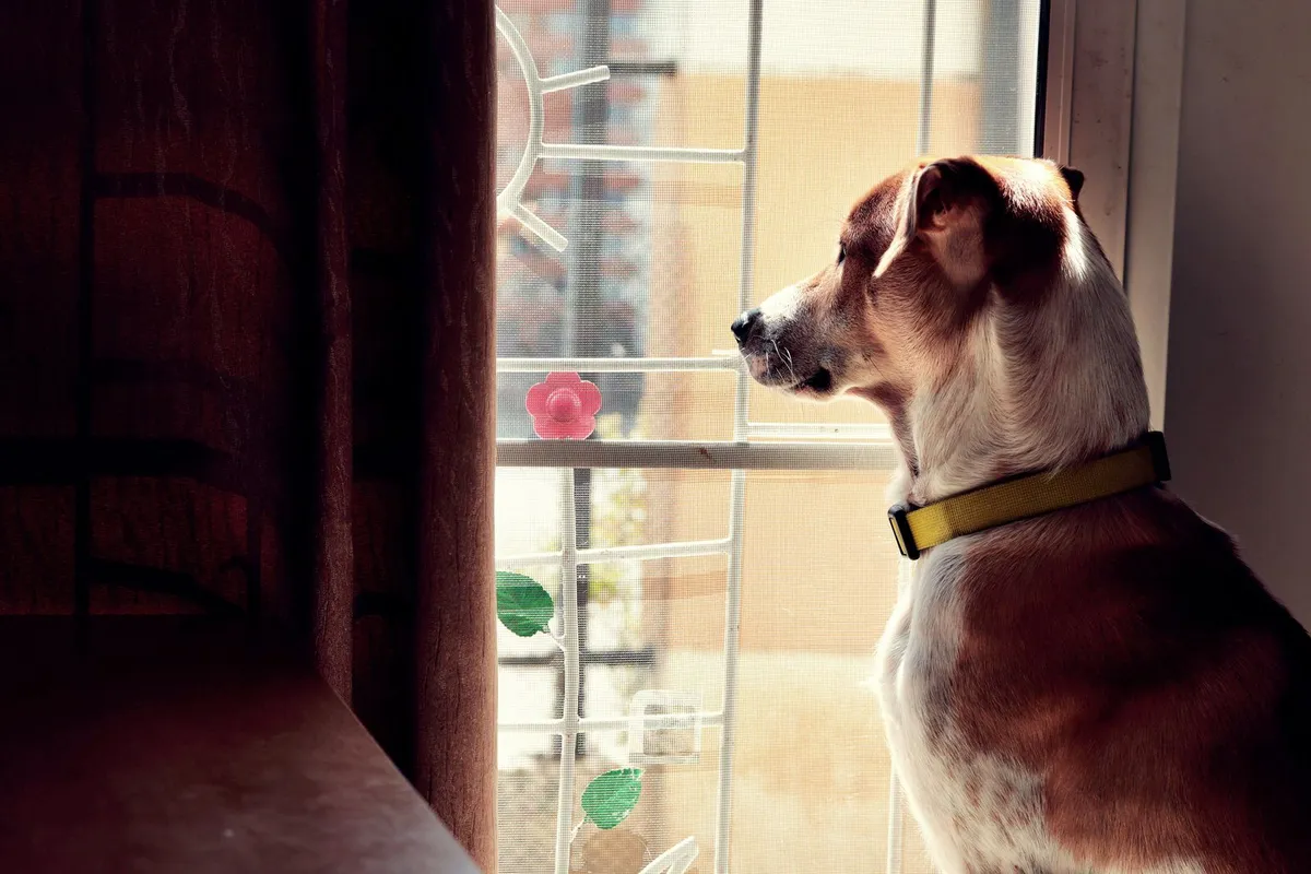 Senior Dog Thunderstorm Anxiety: Why It Often Gets Worse With Age
