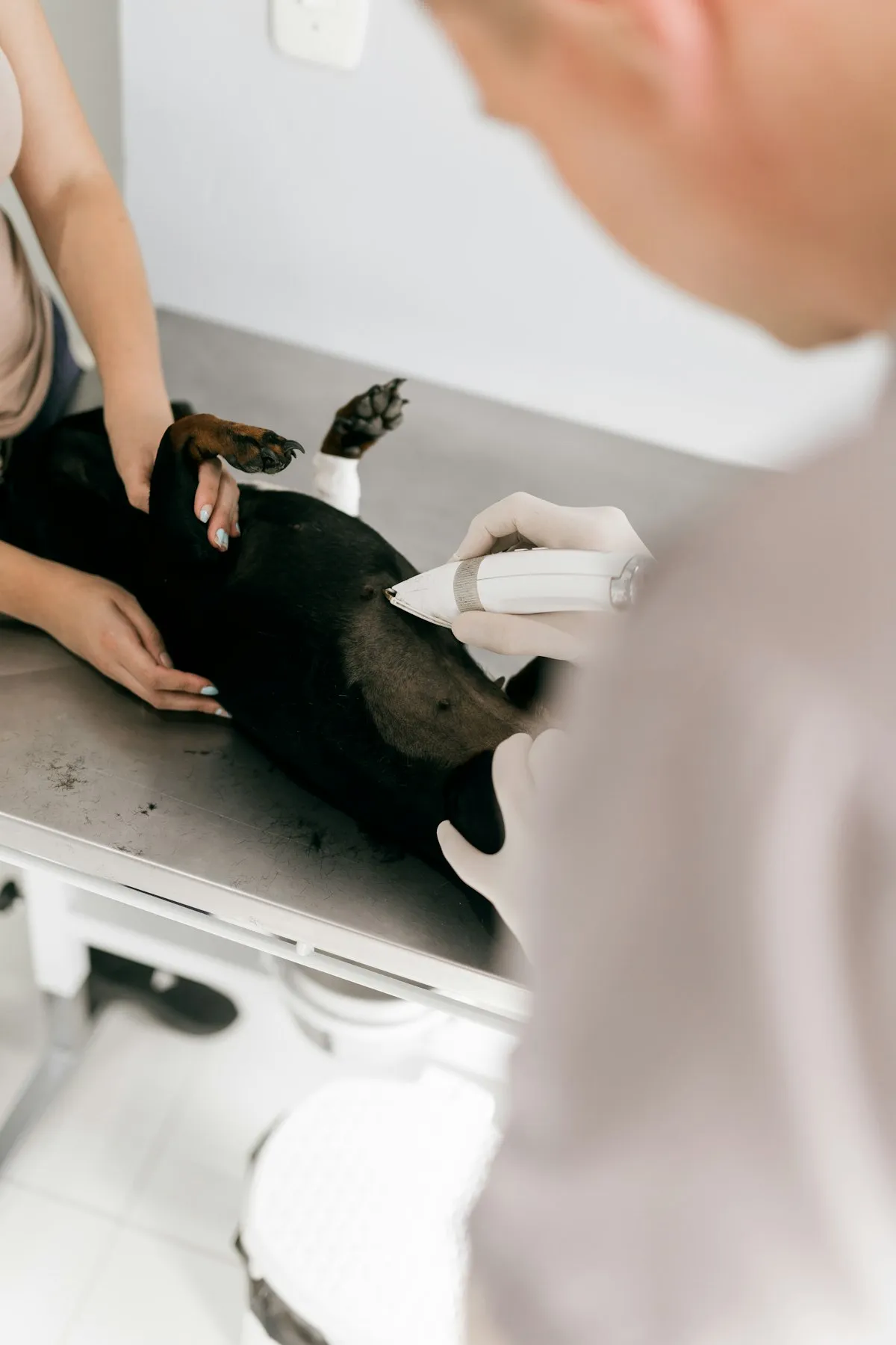 Senior Dog Vet Visit Prep: The Complete Checklist for 2026