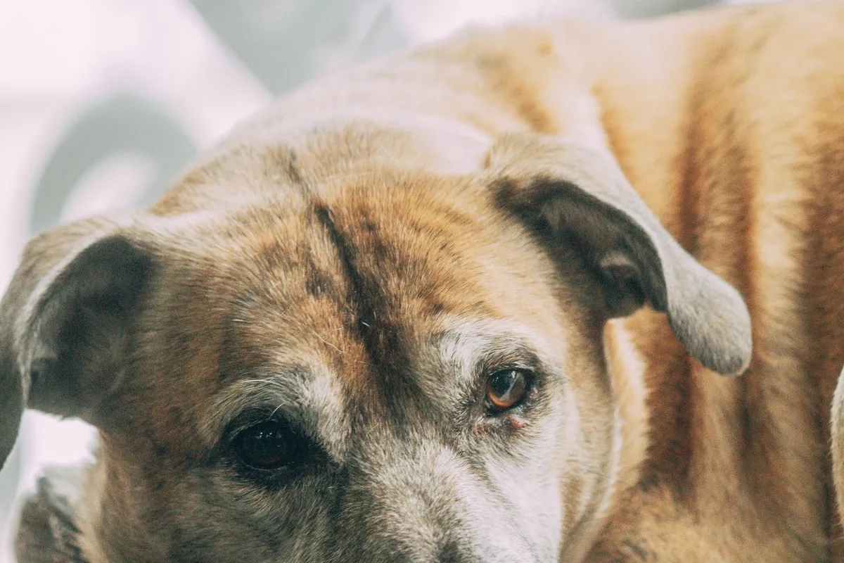 Lucy, our Border Collie, the dog behind Senior Dog Daily