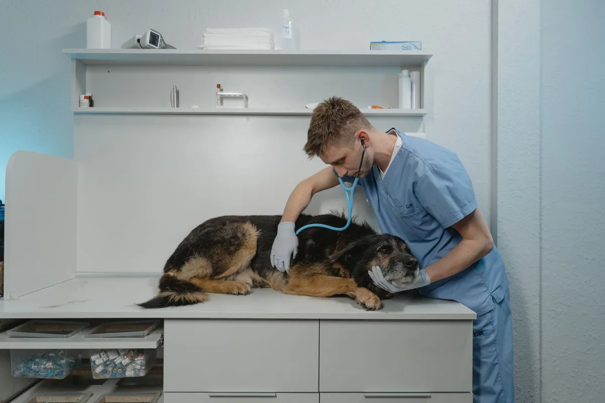 Senior Dog Wellness Exam: What's Included, How Often, and What It Costs