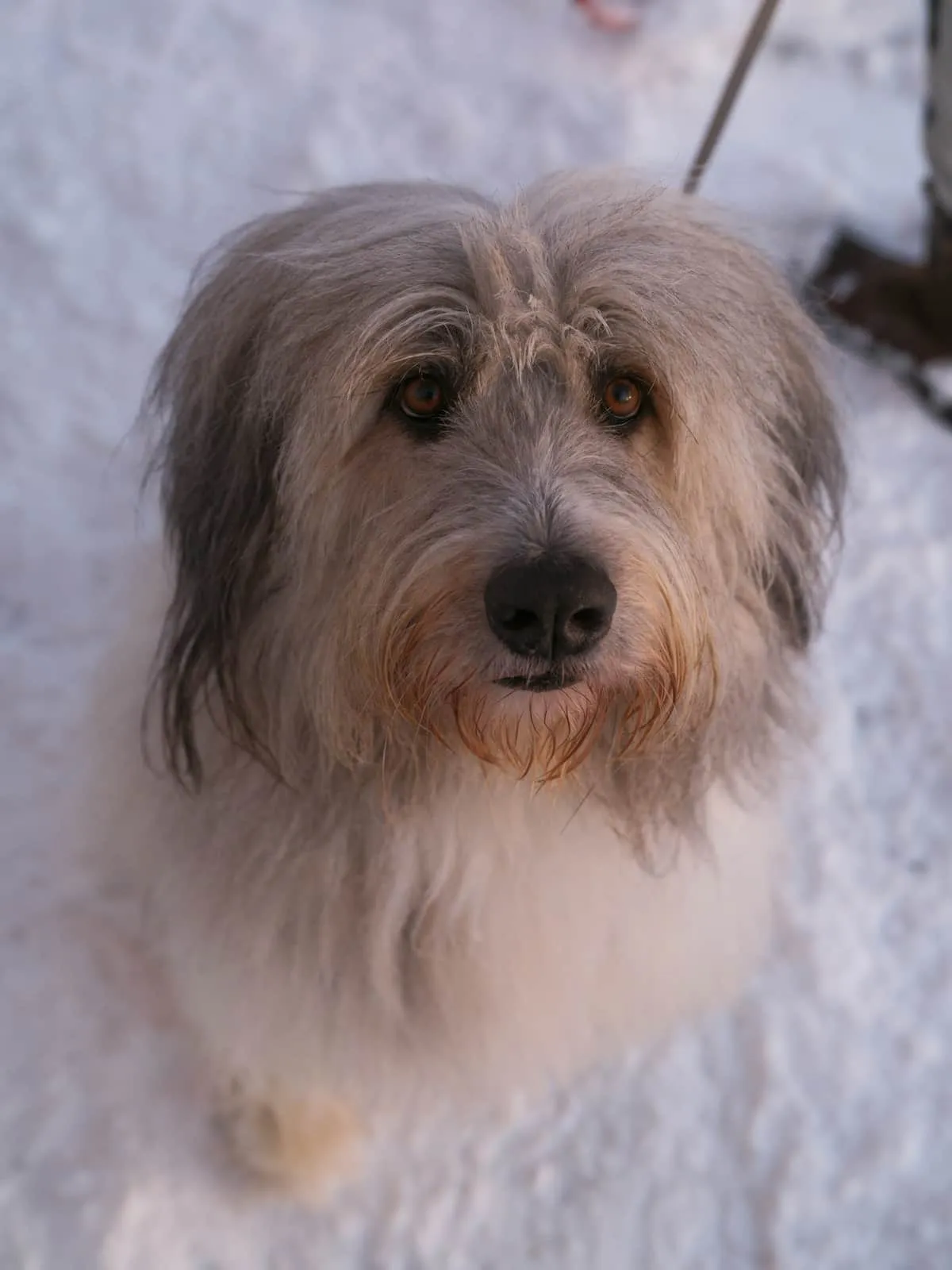 Senior Dog Winter Care: A Vet-Informed Guide for Cold-Weather Months