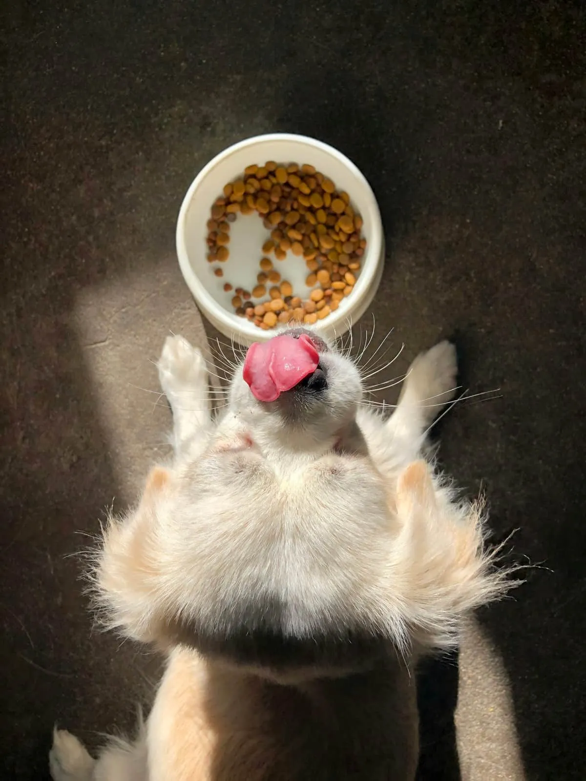 Senior Dog Won't Eat: 7 Causes, a 3-Day Triage Plan, and When to See a Vet