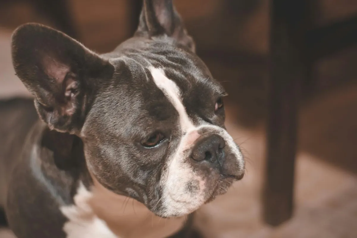 Senior French Bulldog Breathing Problems: Aging BOAS, or Something New?