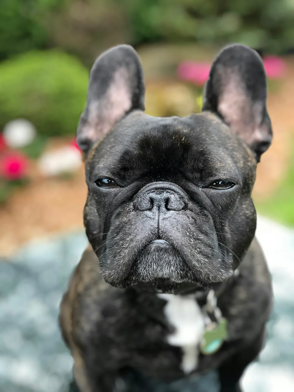 Senior French Bulldog Health: A Complete Guide for 2026