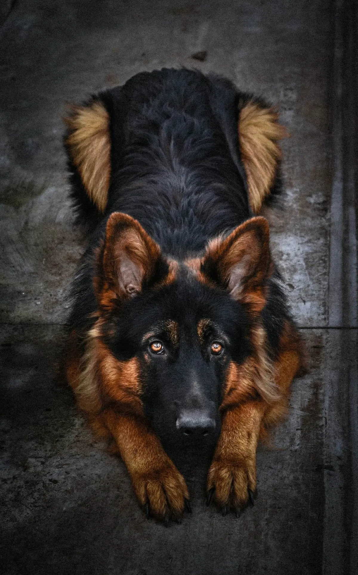 Senior German Shepherd Health Problems: Three Systems to Watch