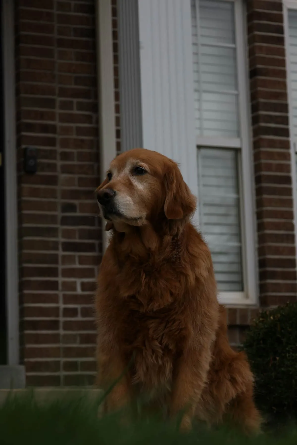 Senior Golden Retriever Health Problems: Living in Cancer's Shadow
