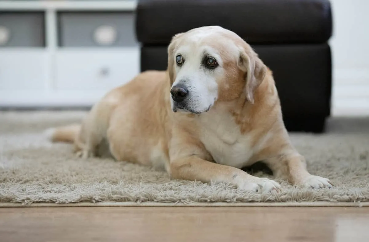 Senior Labrador Health Problems: The Cluster That Starts With the Bowl