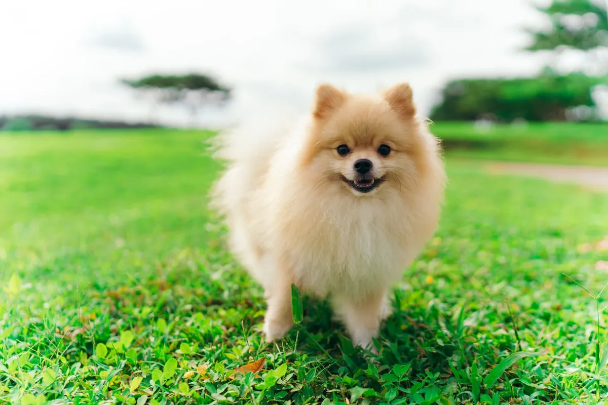 Senior Pomeranian Health Problems: The Toy-Breed Cluster to Watch