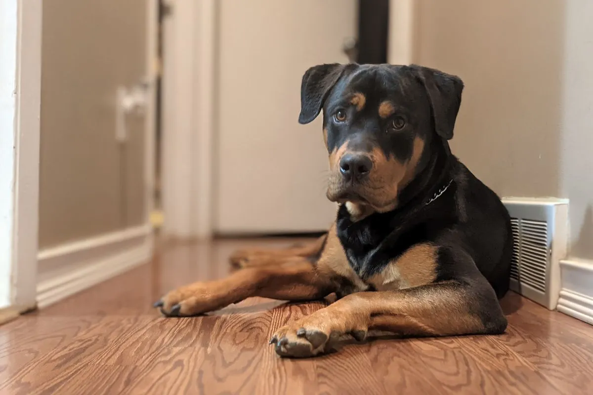 Senior Rottweiler Health Problems: The Bone-Cancer Breed