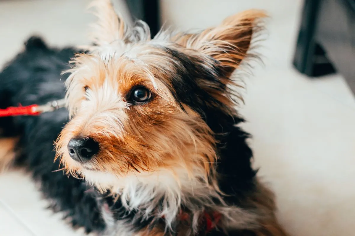 Senior Yorkshire Terrier Health Problems: Start With the Cough