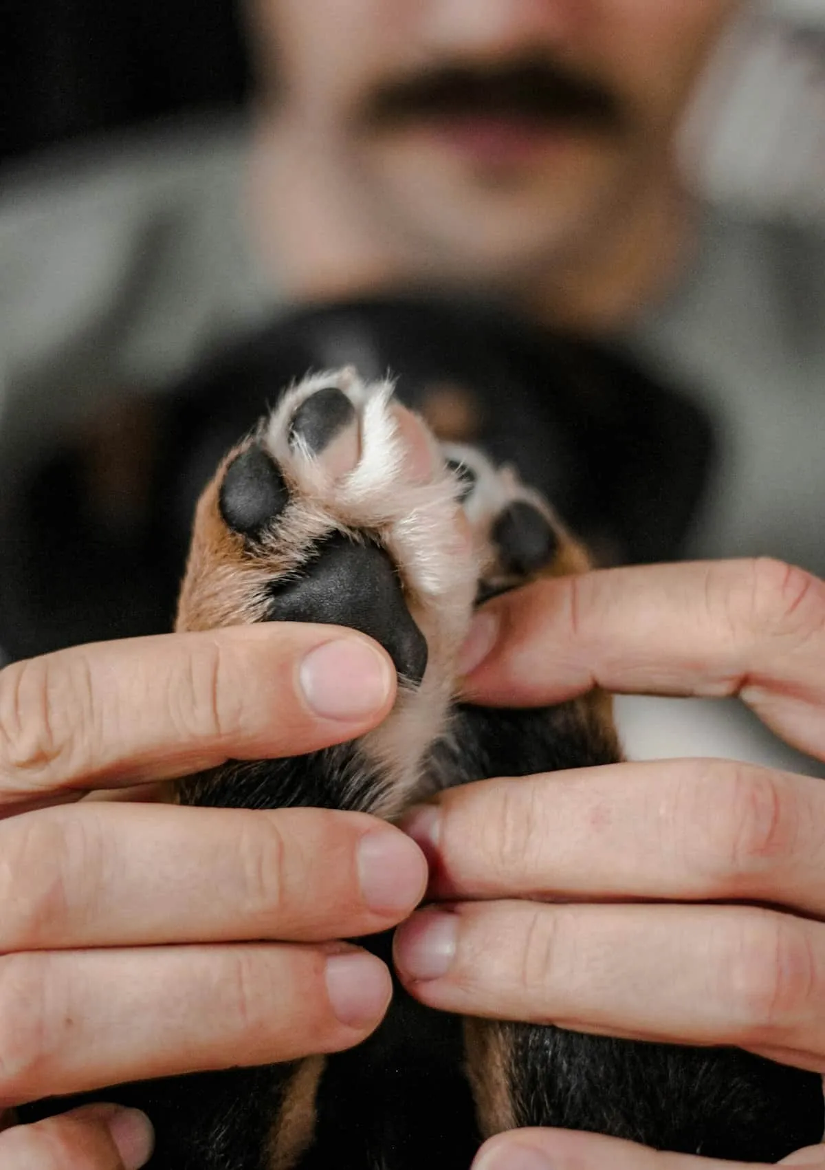 Signs Your Dog Is Dying: 10 Physical Signs and What to Do
