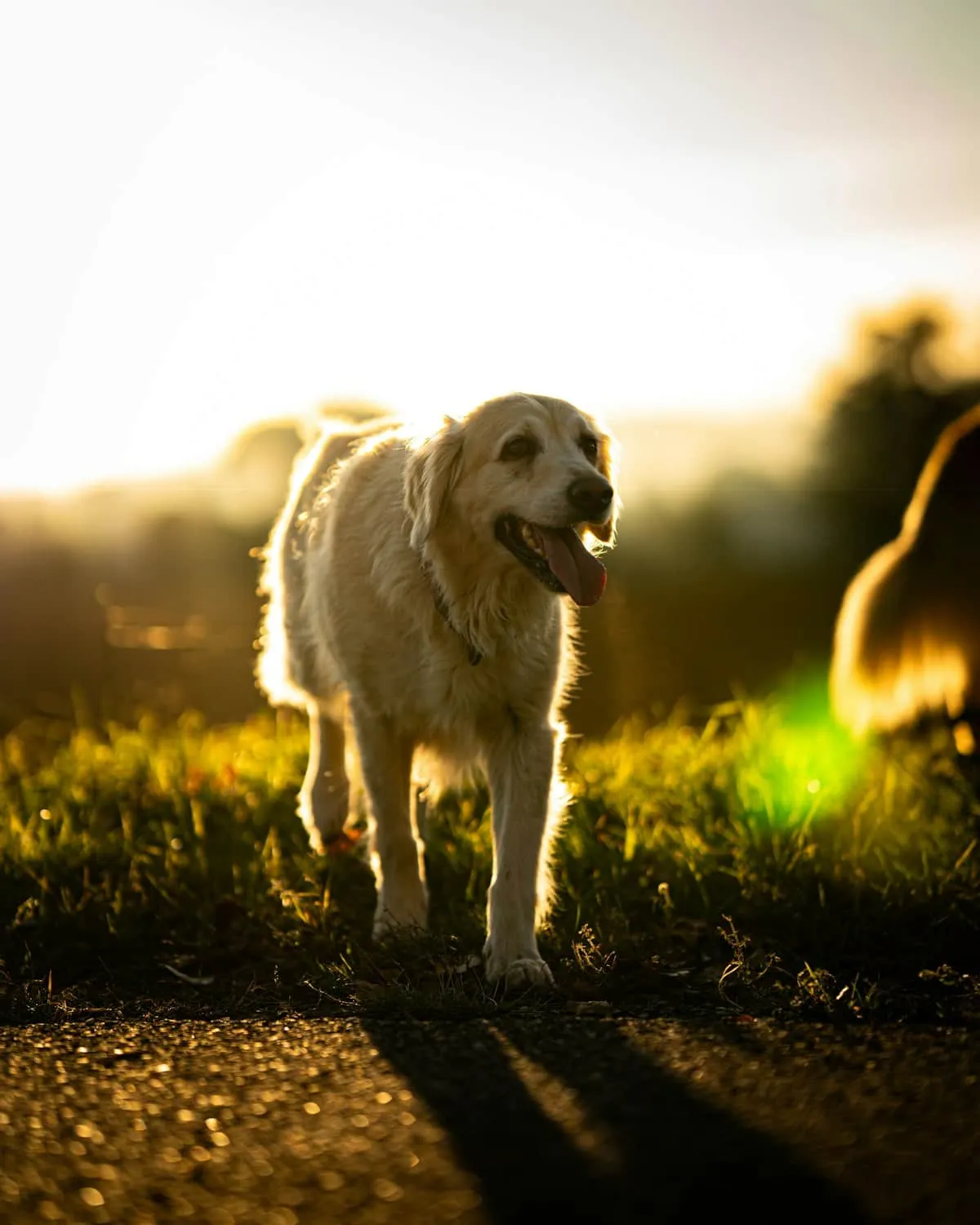 Sundowning in Dogs: 6 Ways to Ease Evening Restlessness