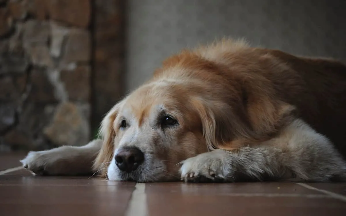 When Is a Dog Considered a Senior? (Vet-Sourced Age Chart by Size)