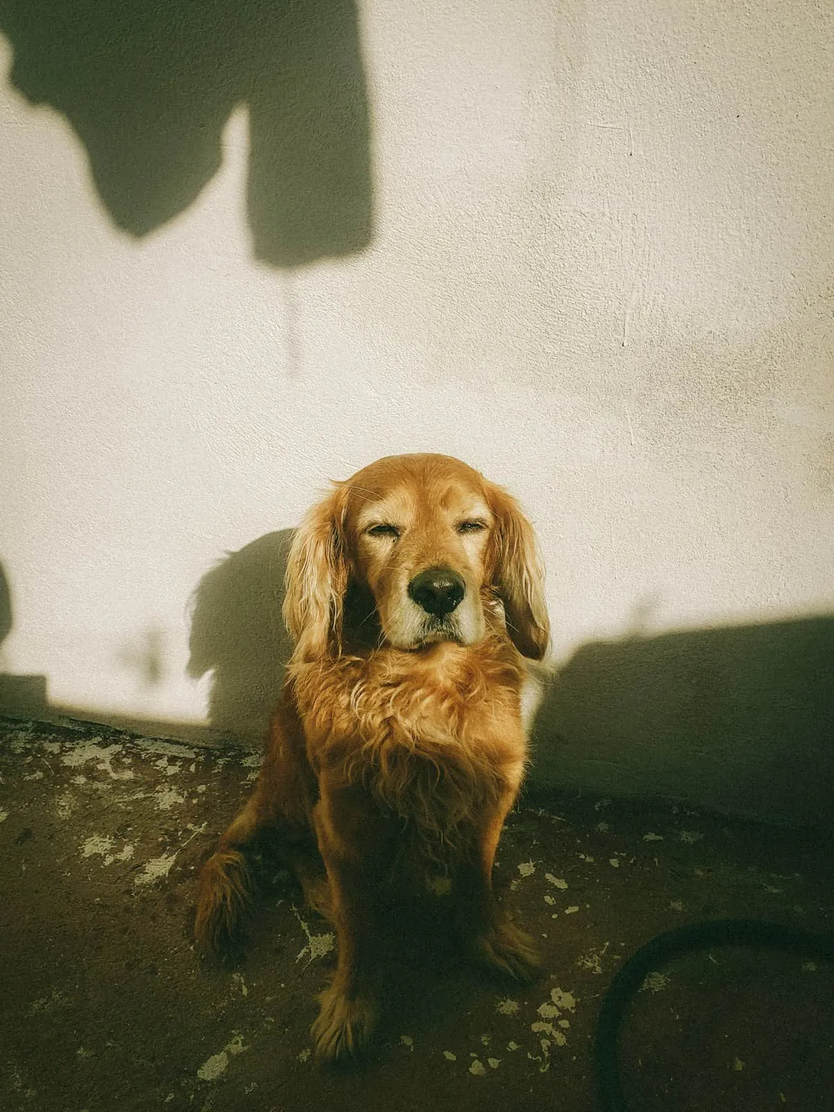 How to Know When It's Time to Put Your Dog Down (5 Signs & a Vet-Used Framework)