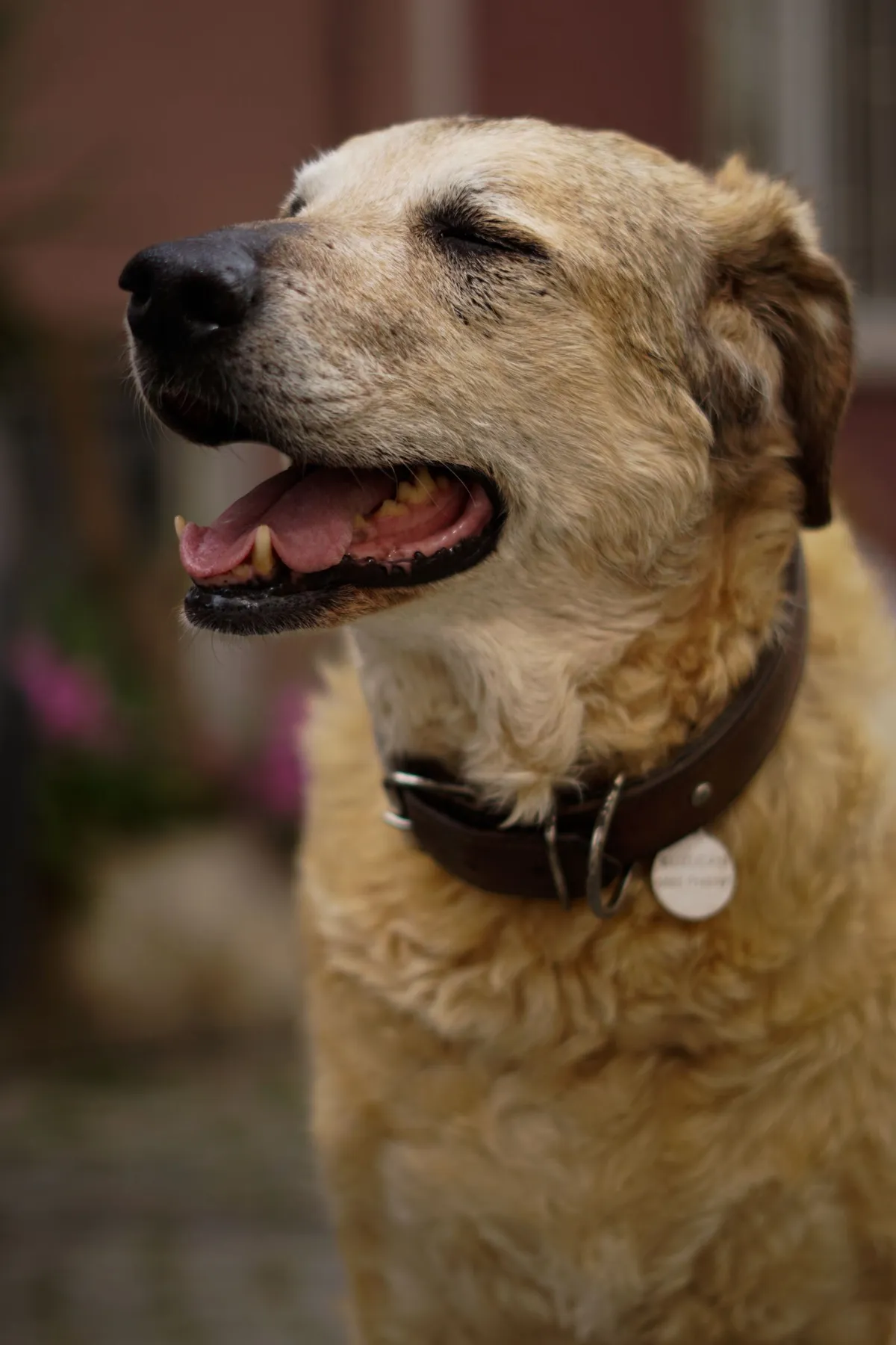 Why Is My Senior Dog Panting? Normal Panting vs the Signs to Worry About