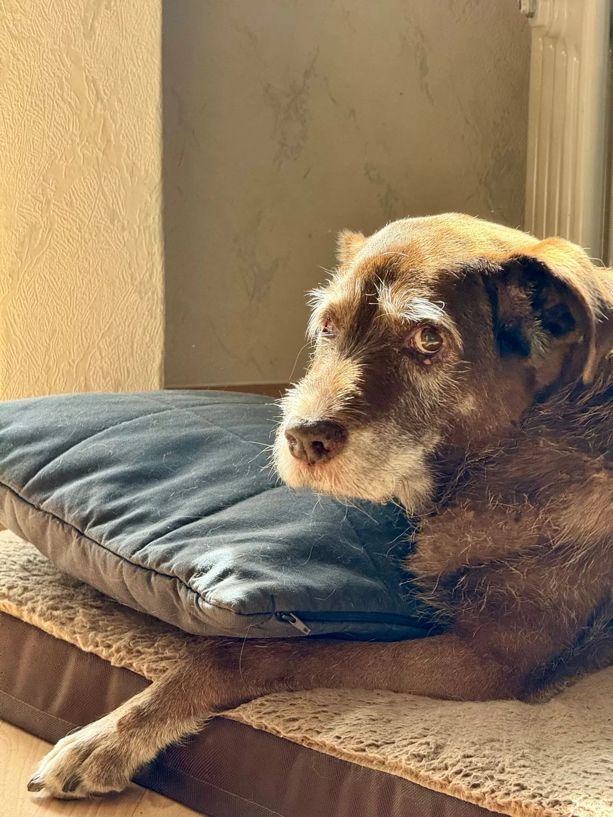 Lucy, our Border Collie, the dog behind Senior Dog Daily
