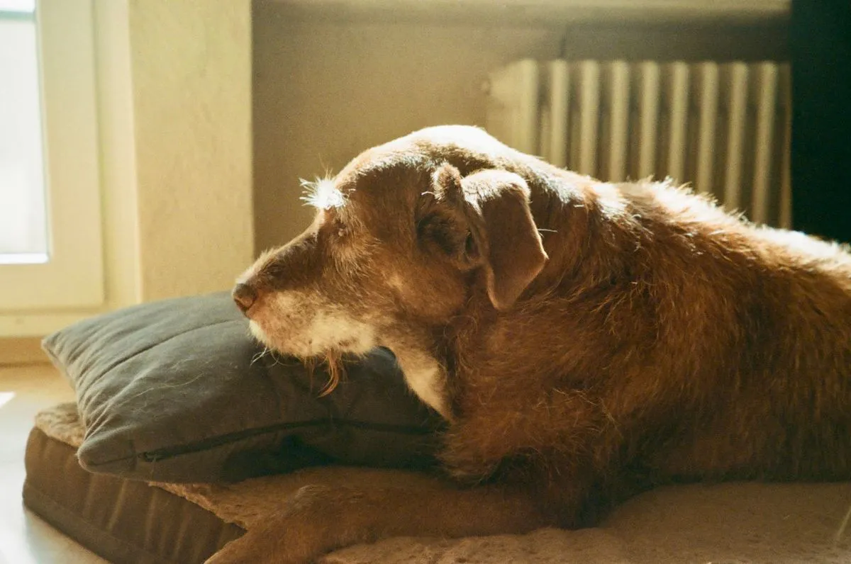 Wildfire Smoke and Senior Dogs: What Actually Helps