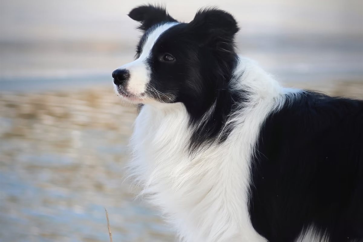 Lucy, our 7-year-old Border Collie